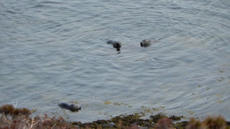 seals playing