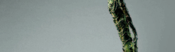 母のいる空間：ジャコメッティー展